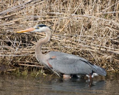 GreatBlueHeron207R.jpg