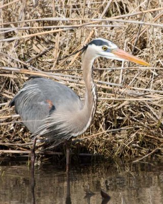 GreatBlueHeron219R.jpg