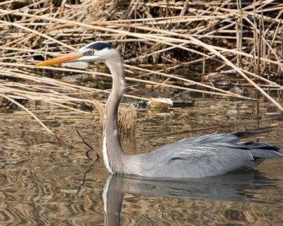 GreatBlueHeron226R.jpg