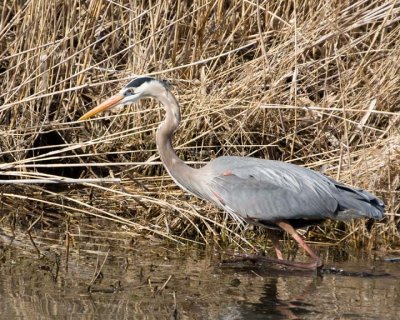 GreatBlueHeron228R.jpg