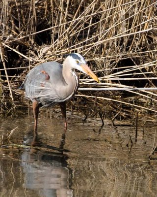 GreatBlueHeron230R.jpg