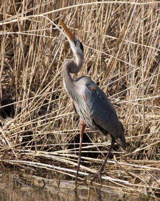 GreatBlueHeron240R.jpg