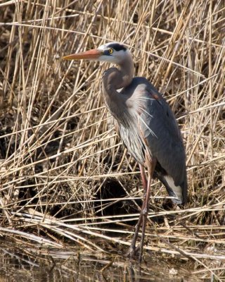 GreatBlueHeron245R.jpg