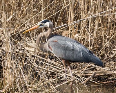 GreatBlueHeron246.jpg