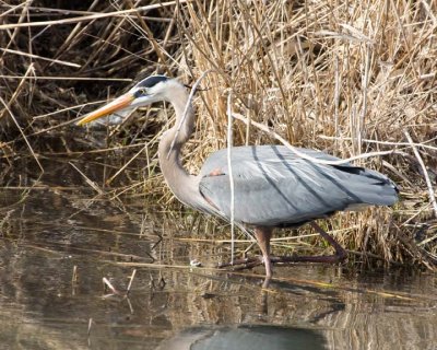 GreatBlueHeron249R.jpg