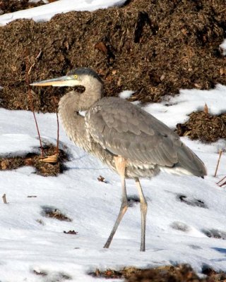 GreatBlueHeron263.jpg