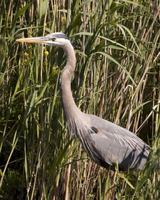 GreatBlueHeron303R.jpg