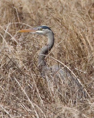 GreatBlueHeron338.jpg