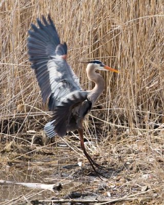 GreatBlueHeron340.jpg
