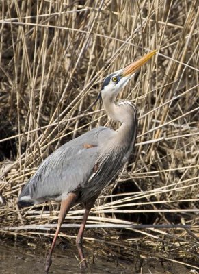 GreatBlueHeron342R.jpg