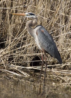 GreatBlueHeron343R.jpg