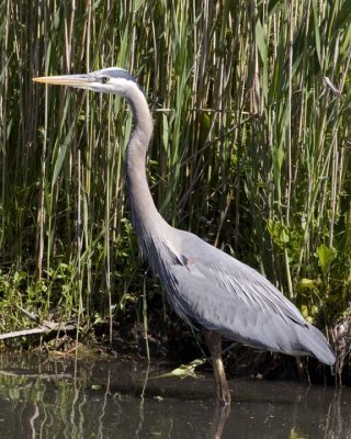 GreatBlueHeron346R.jpg