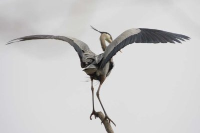 GreatBlueHeron370R.jpg