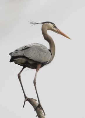 GreatBlueHeron372R.jpg