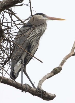 GreatBlueHeron379R.jpg