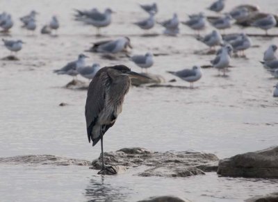 GreatBlueHeron385.jpg