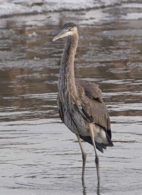 GreatBlueHeron388.jpg