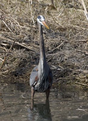 GreatBlueHeron391.jpg
