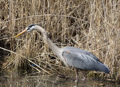GreatBlueHeron400.jpg