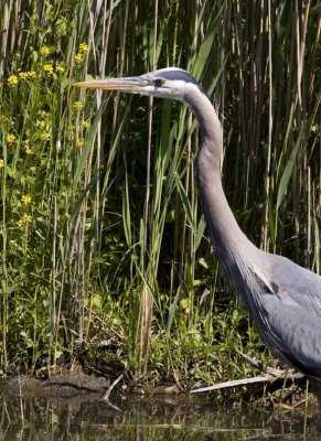 GreatBlueHeron405.jpg