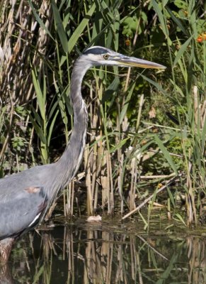 GreatBlueHeron409.jpg
