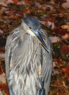GreatBlueHeron415.jpg