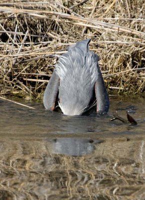 GreatBlueHeron433.jpg