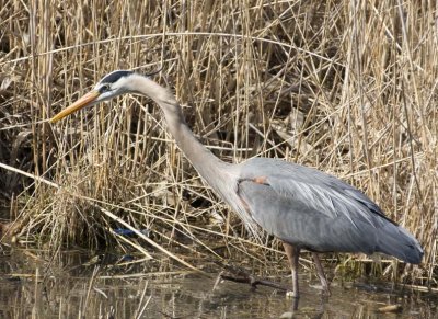GreatBlueHeron437.jpg
