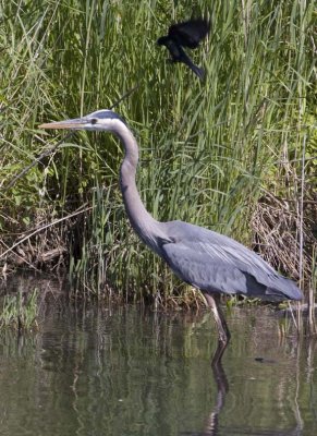 GreatBlueHeron440.jpg