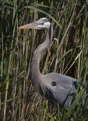 GreatBlueHeron448.jpg
