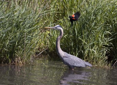 GreatBlueHeron464.jpg