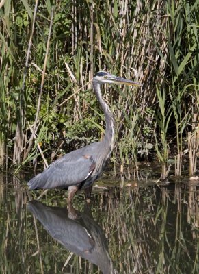 GreatBlueHeron470.jpg