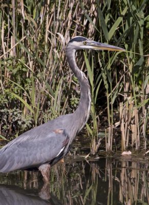 GreatBlueHeron471.jpg
