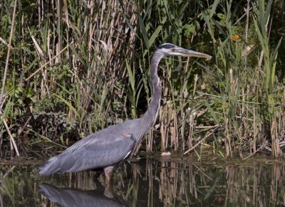 GreatBlueHeron472.jpg