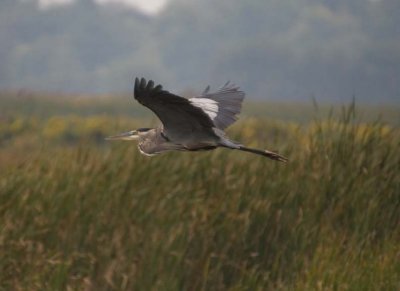 GreatBlueHeron520.jpg