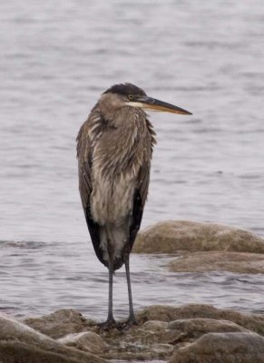 GreatBlueHeron524.jpg