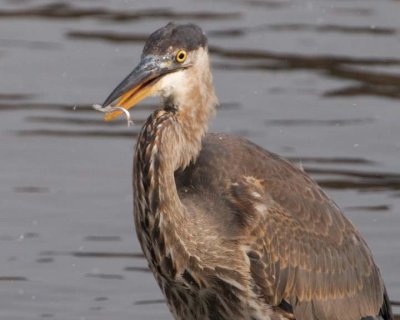 GreatBlueHeron527.jpg