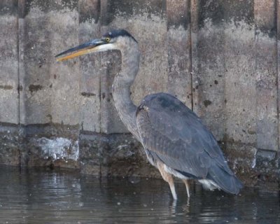 GreatBlueHeron529.jpg