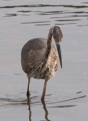 GreatBlueHeron535.jpg