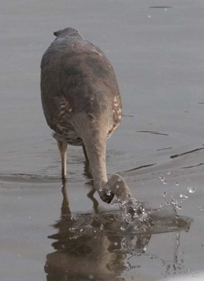 GreatBlueHeron536.jpg