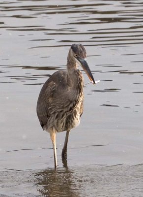 GreatBlueHeron538.jpg
