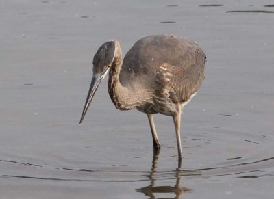 GreatBlueHeron540.jpg