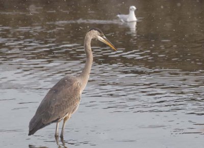 GreatBlueHeron542.jpg