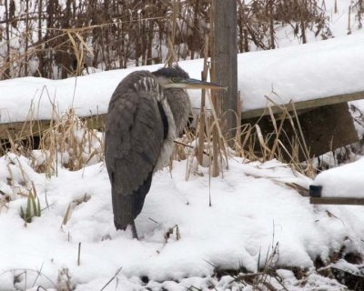 GreatBlueHeron545.jpg