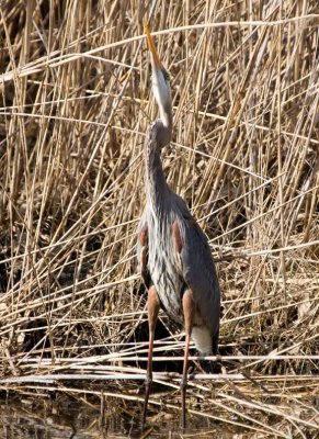 GreatBlueHeron557.jpg