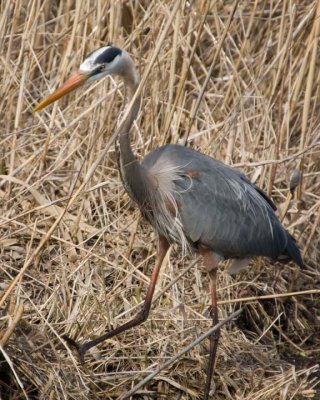 GreatBlueHeron559.jpg