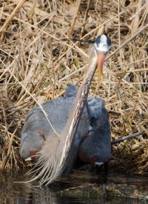 GreatBlueHeron560.jpg
