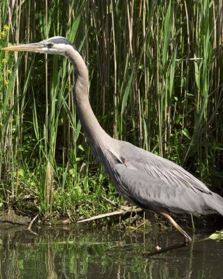 GreatBlueHeron577.jpg