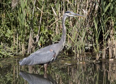 GreatBlueHeron583.jpg