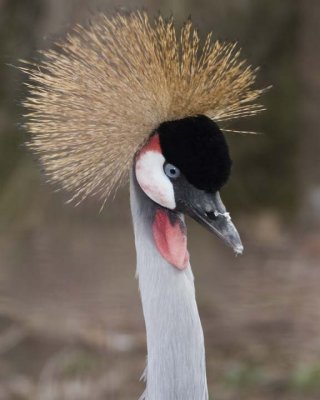 GreyCrownedCrane3.jpg